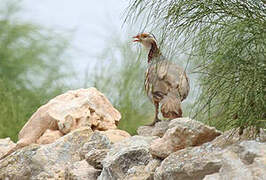 Barbary Partridge