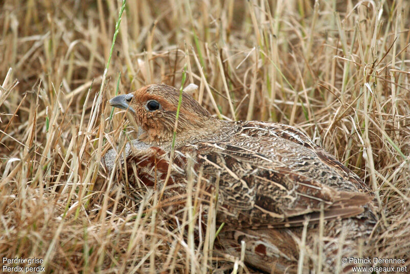 Grey Partridge