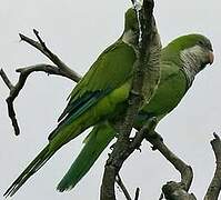 Monk Parakeet