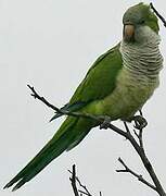 Monk Parakeet