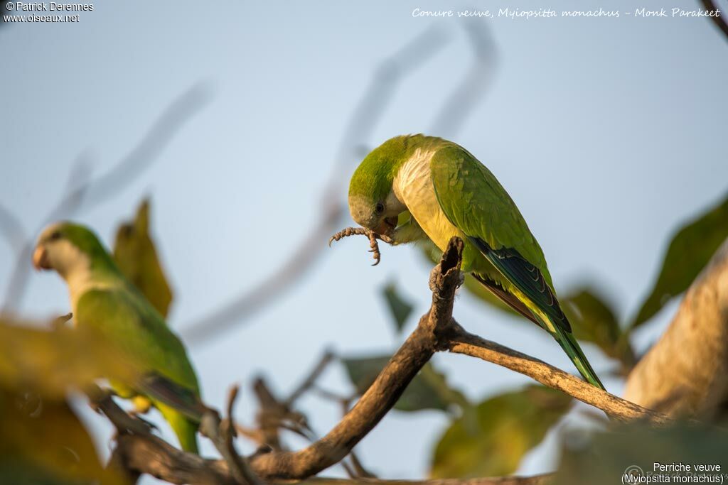 Monk Parakeet, identification, habitat