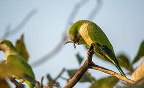 Monk Parakeet