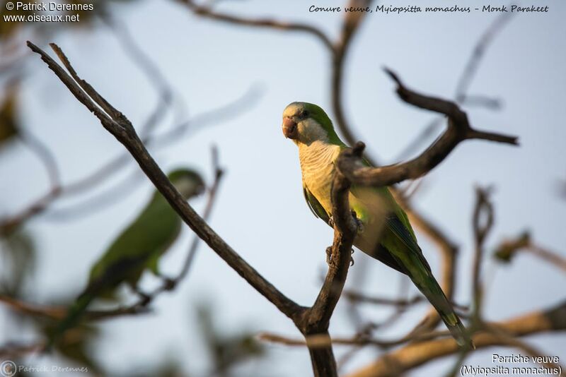 Monk Parakeet, identification, habitat
