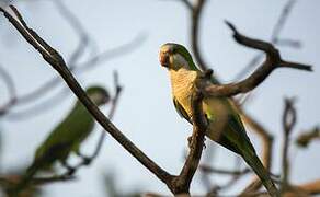 Monk Parakeet