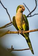 Monk Parakeet