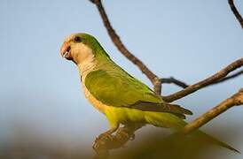 Monk Parakeet