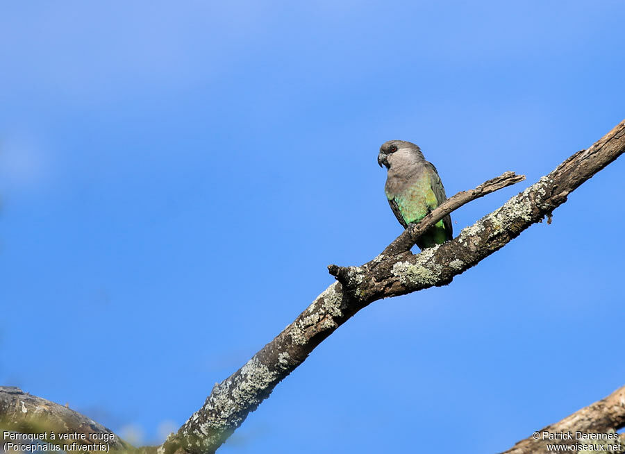 Red-bellied Parrot female adult, identification