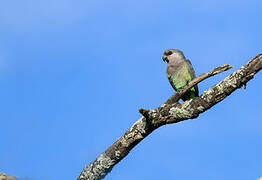 Red-bellied Parrot