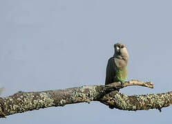 Red-bellied Parrot