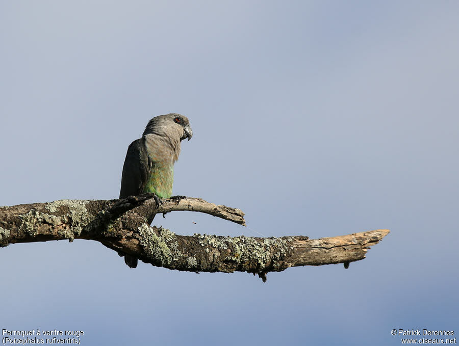 Red-bellied Parrot female adult, identification