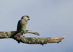 Red-bellied Parrot