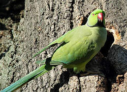 Rose-ringed Parakeet