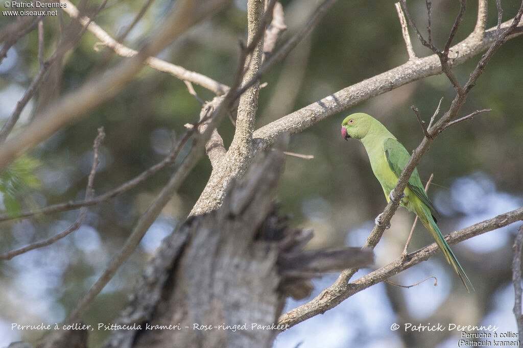 Rose-ringed Parakeet female, identification, habitat