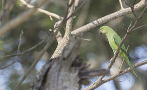 Rose-ringed Parakeet