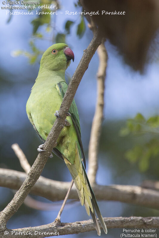 Rose-ringed Parakeet female, identification, close-up portrait