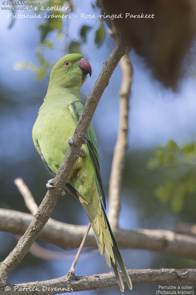 Rose-ringed Parakeet female, identification, close-up portrait