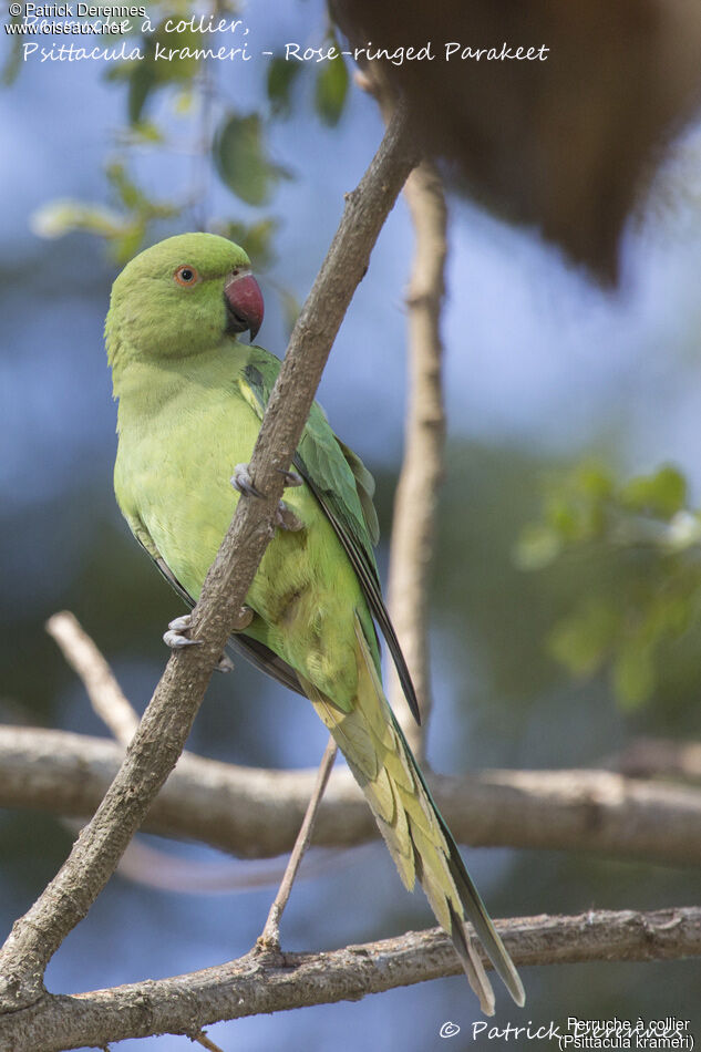 Rose-ringed Parakeet female, identification, close-up portrait