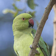 Rose-ringed Parakeet