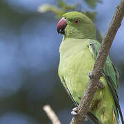 Rose-ringed Parakeet