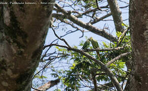 Rose-ringed Parakeet