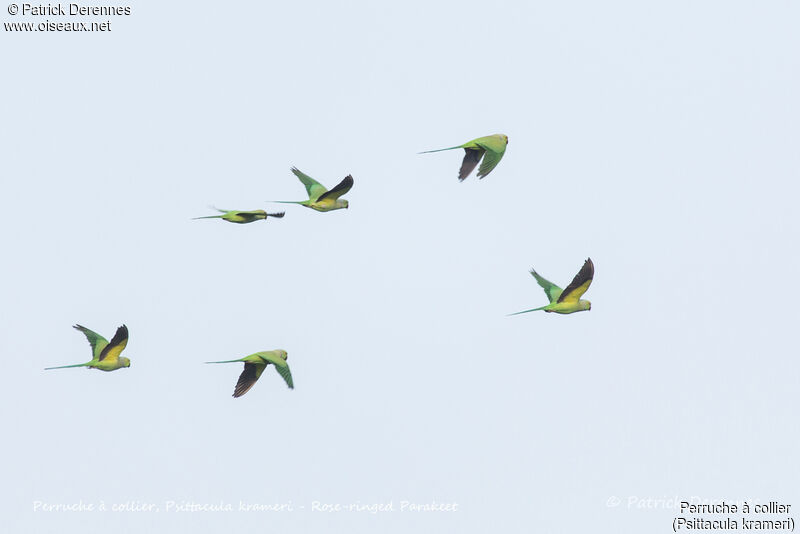 Rose-ringed Parakeet, Flight
