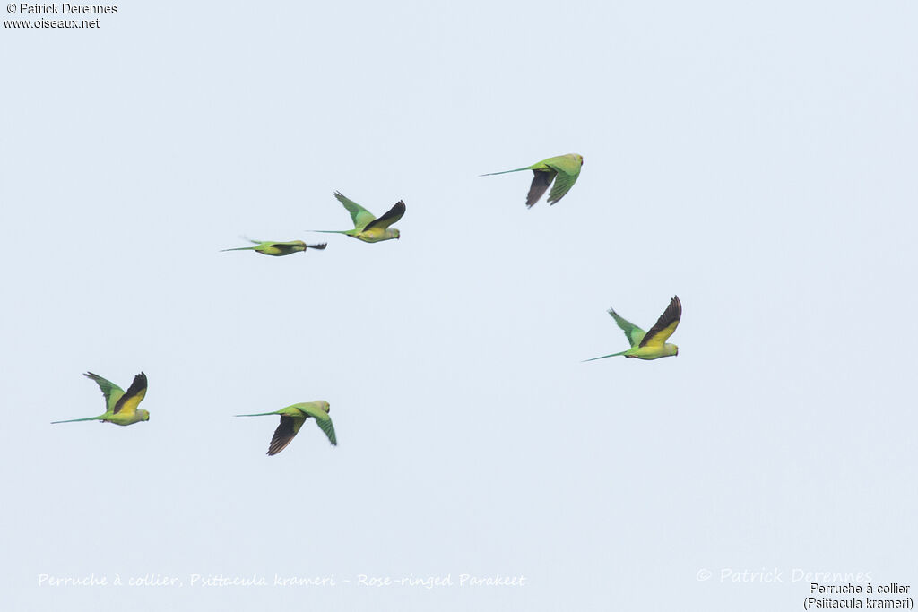 Rose-ringed Parakeet, Flight