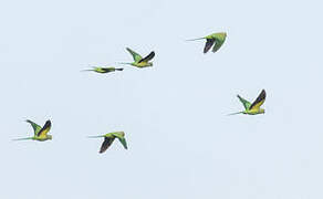 Rose-ringed Parakeet