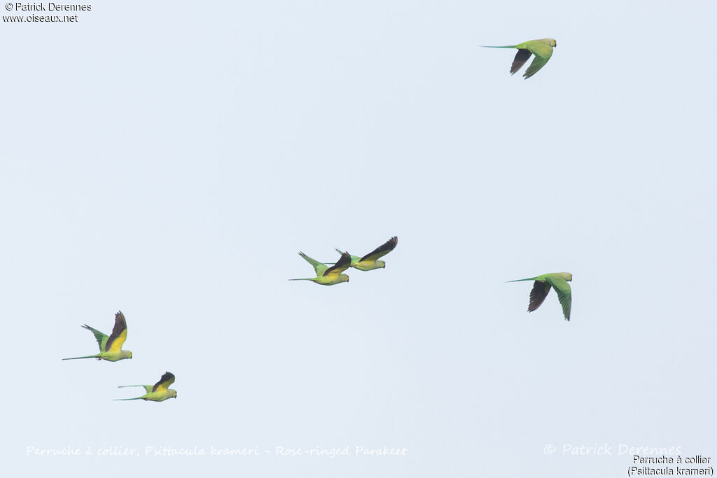 Rose-ringed Parakeet, Flight