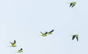 Rose-ringed Parakeet