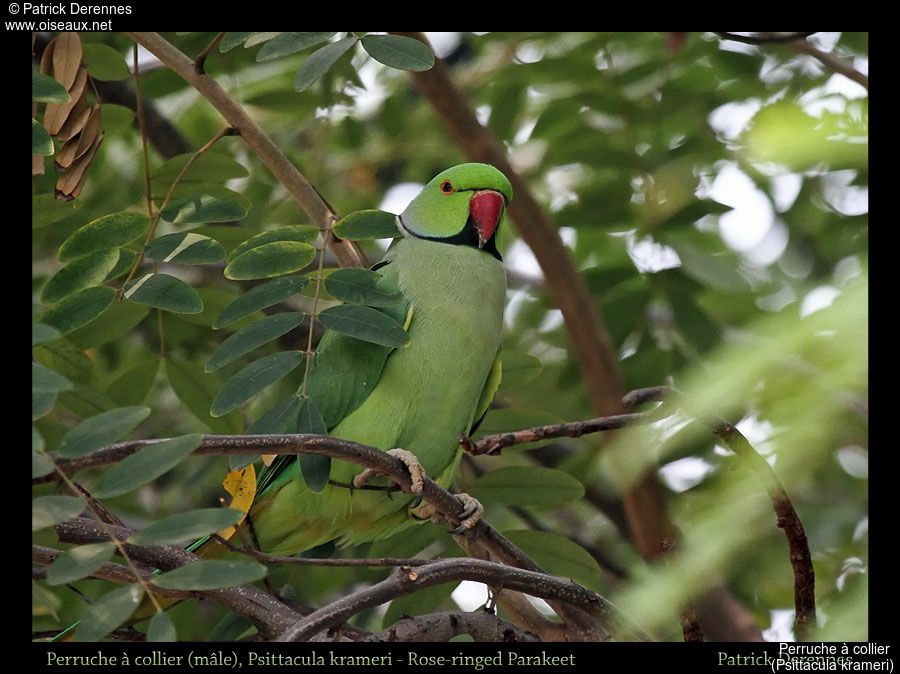 Rose-ringed Parakeet male, identification, habitat