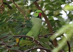 Rose-ringed Parakeet