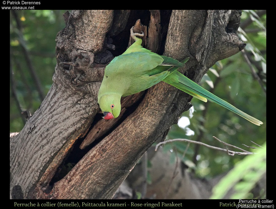 Rose-ringed Parakeet female, identification, habitat