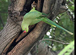 Rose-ringed Parakeet