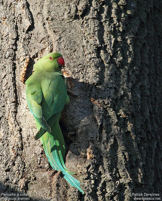 Perruche à collier femelle adulte nuptial, identification, Nidification