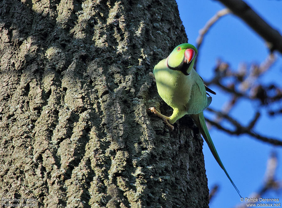 Rose-ringed Parakeet male adult, identification