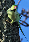 Rose-ringed Parakeet