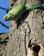 Rose-ringed Parakeet