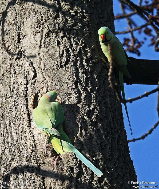 Perruche à collier mâle adulte nuptial, identification, Comportement