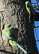 Rose-ringed Parakeet