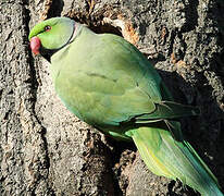 Rose-ringed Parakeet