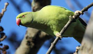 Rose-ringed Parakeet