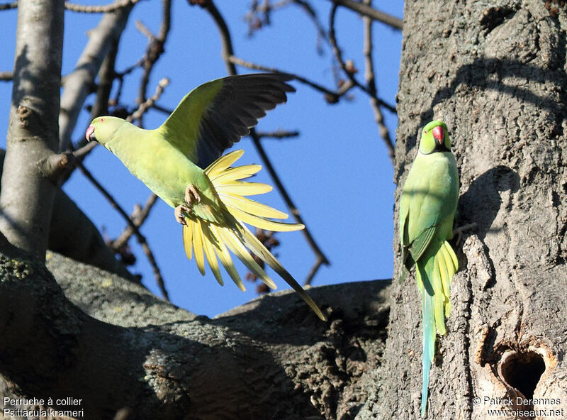 Rose-ringed Parakeet adult breeding, Flight, Reproduction-nesting
