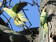 Rose-ringed Parakeet