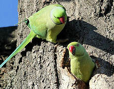 Rose-ringed Parakeet