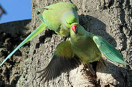 Rose-ringed Parakeet