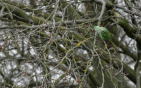 Alexandrine Parakeet