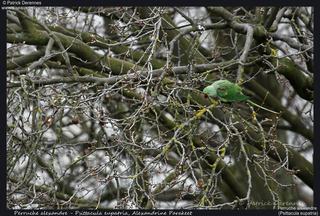 Alexandrine Parakeet female