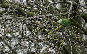 Alexandrine Parakeet