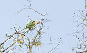 Alexandrine Parakeet