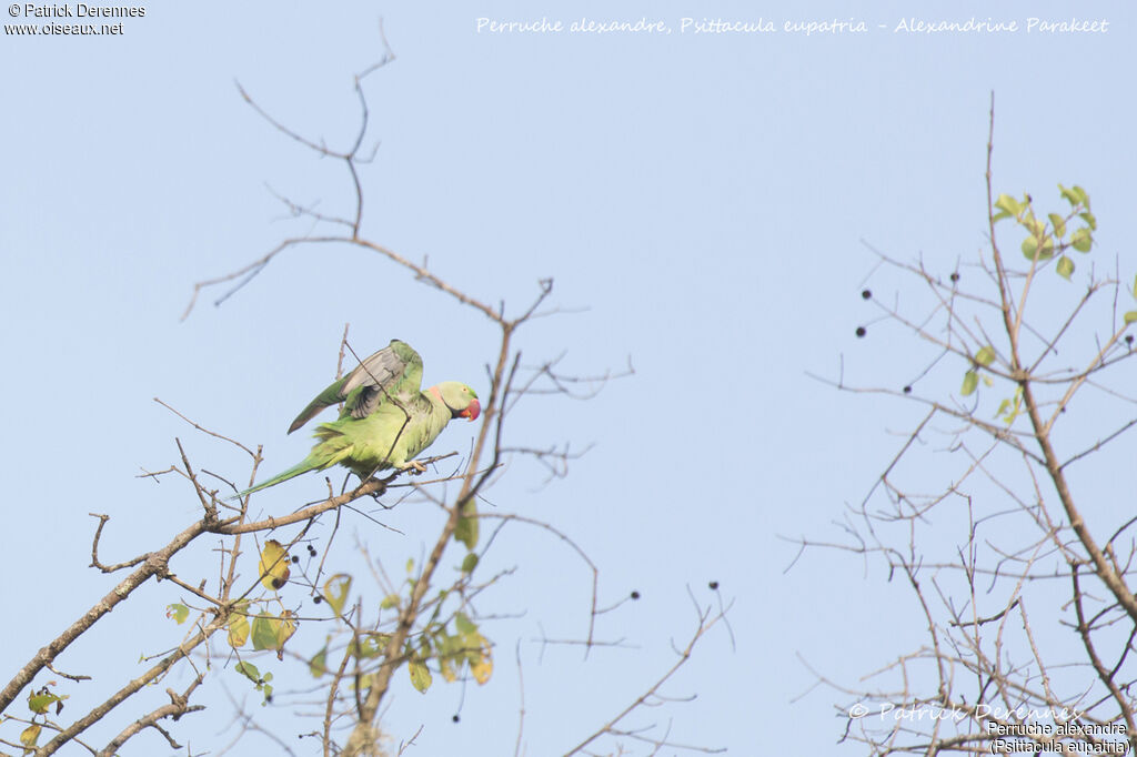 Alexandrine Parakeet male, identification, habitat